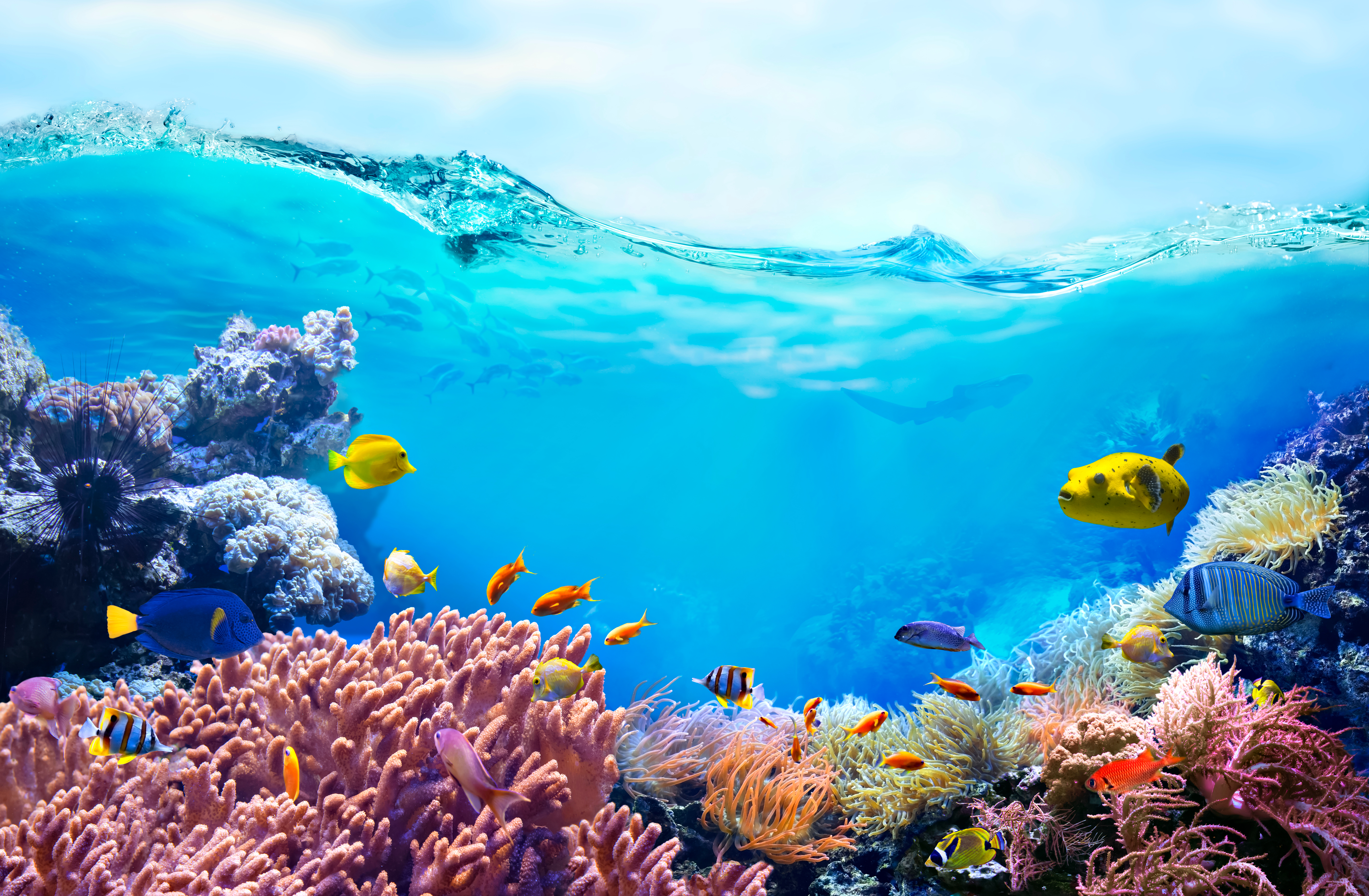 An underwater picture of marine life including coral reefs and fish 