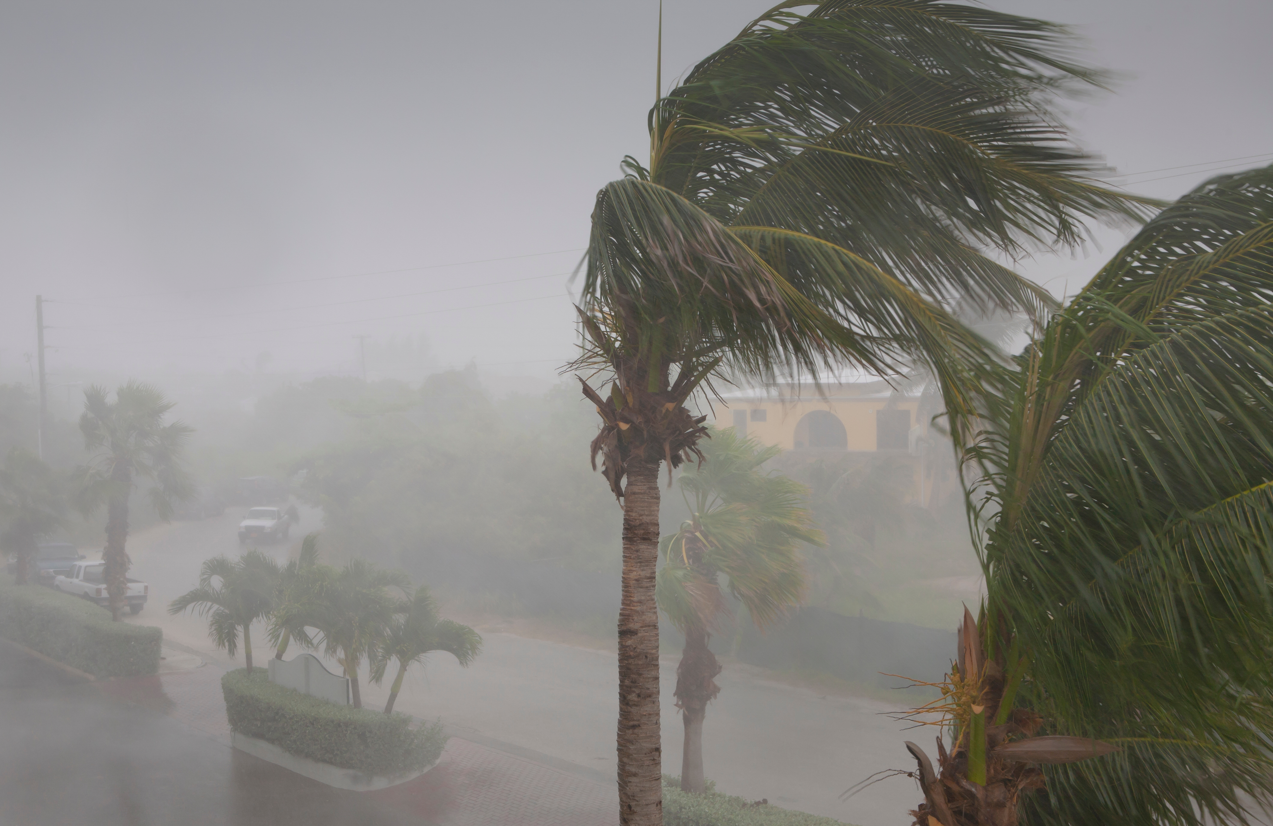 Palm trees swaying in the wind with heavy rain 