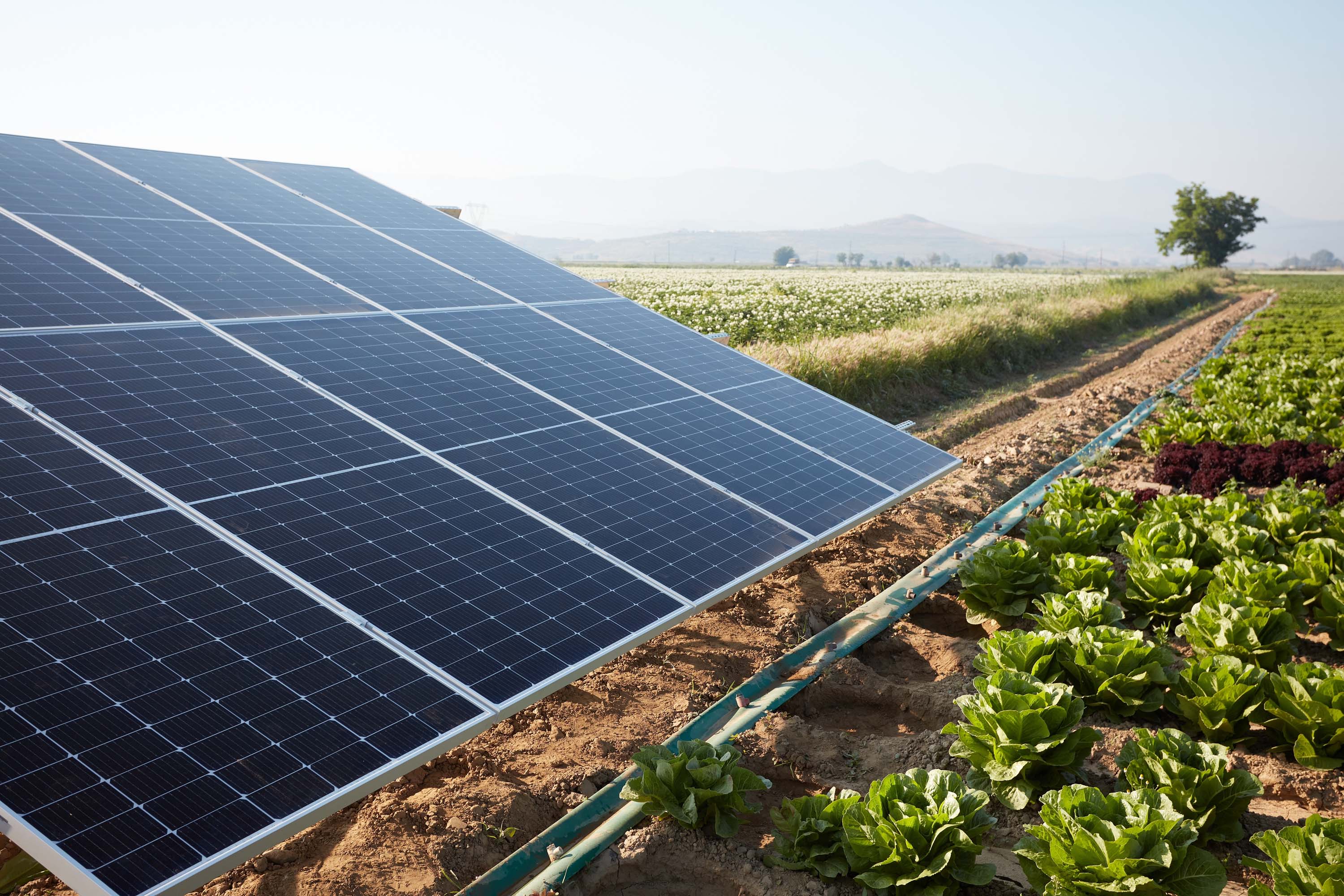 solar panels mounted in a field with crops