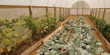 food crops growing in sheltered structure