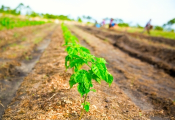 row of young plants growing in a field