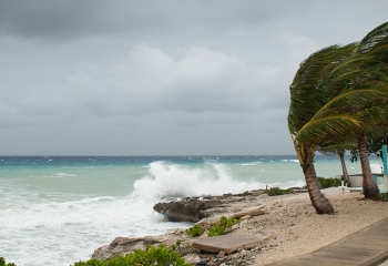 tress along coastline bending against strong winds as waves crash against the shore