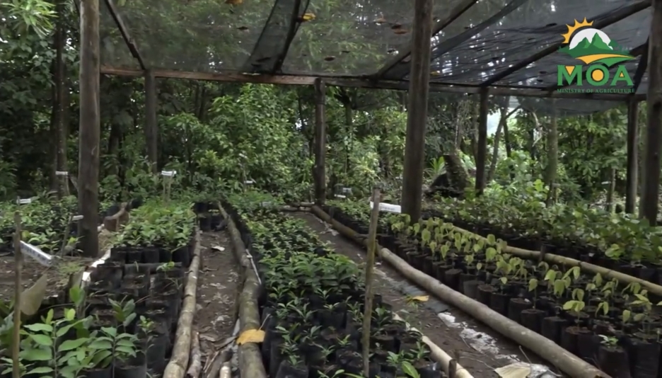 Agricultueal produce on beds in shade 